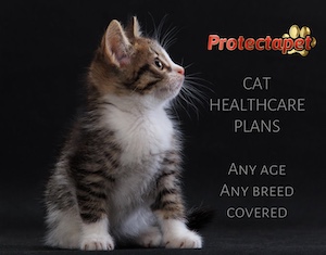 Cat Healthcare plans for any age or breed of cat with Protectapet 